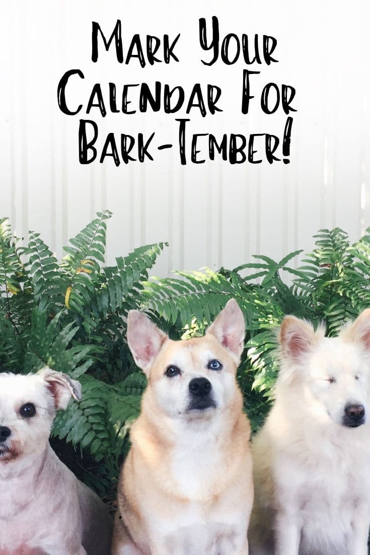 Mark your calendars for Bark-tember! This dog friendly event will be held from 9 AM to 1 PM on September 14, 2019 at OHSO Brewery- Paradise Valley in Phoenix, AZ, US.