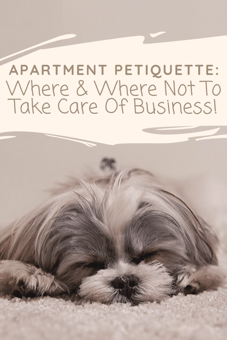 Petiquette or pet etiquette, is a hot topic with the growing number of pets living in apartment communities. This week’s petiquette guidelines will keep you from being “that guy” or “that gal.” Today we're chatting about knowing where and where not to take care of business with your pets! 