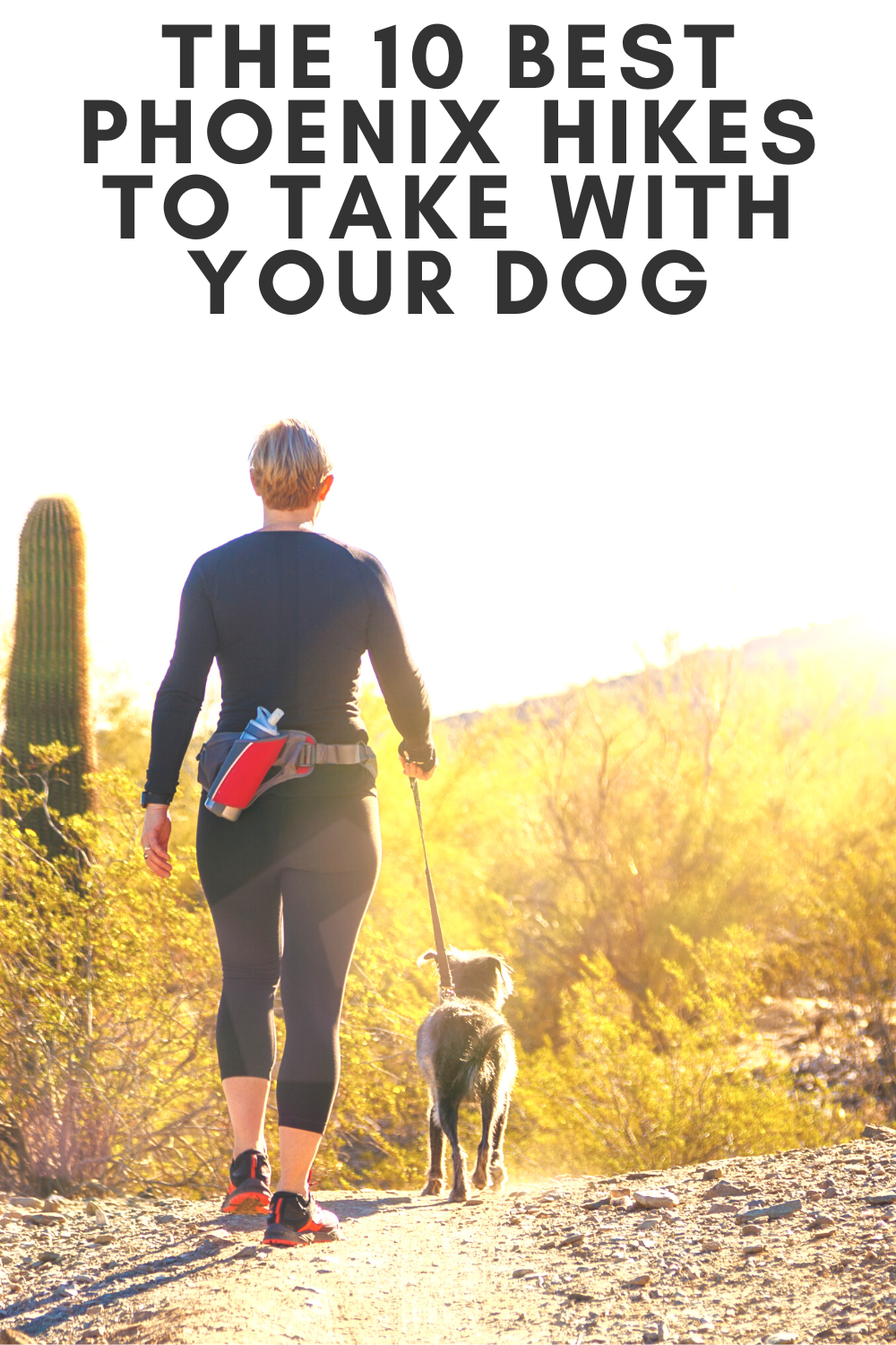 Woman hiking in the Phoenix desert with her leashed small dog.  The woman is hiking on the trail with a saguaro cactus off to the left and several mesquite trees in the background.