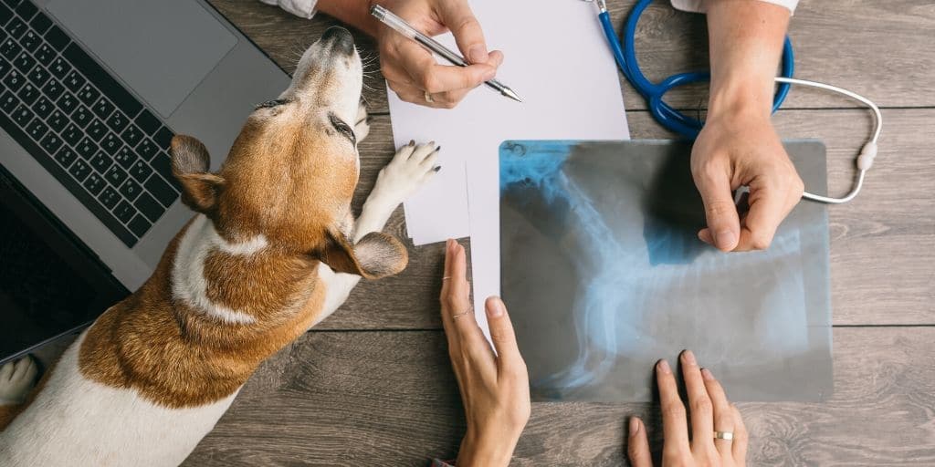 Vet care costs in Phoenix and other places can be pricey depending on what is going on with your pet. Before you bring a new pet home, or before you head into a costly vet procedure it's important to know these tips and tricks for keeping your costs low!